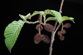 Attēlu rezultāti vaicājumam “Alnus”