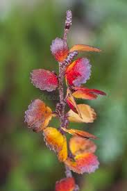 Attēlu rezultāti vaicājumam “Betula nana flower”
