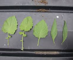 Attēlu rezultāti vaicājumam “Lapsana communis leaf”