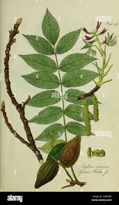 Attēlu rezultāti vaicājumam “Juglans cinerea leaf”