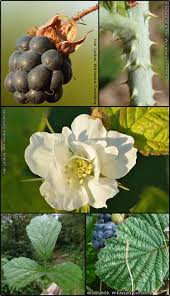 Attēlu rezultāti vaicājumam “Rubus caesius”