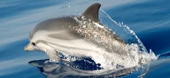 Image result for Stenella coeruleoalba