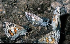 Attēlu rezultāti vaicājumam “Pyrgus serratulae underside”