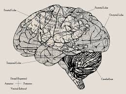 Image result for map of the brain