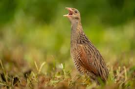Attēlu rezultāti vaicājumam “Crex crex eggs”