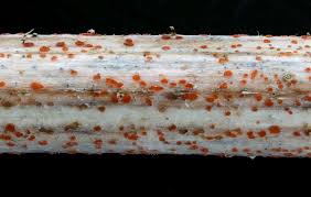 Attēlu rezultāti vaicājumam “Collaria rubens spores”