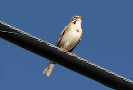 Image result for Chondestes grammacus