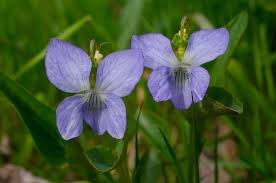 Attēlu rezultāti vaicājumam “Viola canina flower”