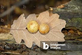 Attēlu rezultāti vaicājumam “Cynips quercusfolii”