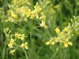 Attēlu rezultāti vaicājumam “Sisymbrium volgense”