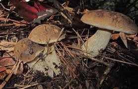 Attēlu rezultāti vaicājumam “Leccinum melaneum”