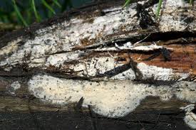 Attēlu rezultāti vaicājumam “Radulomyces confluens”