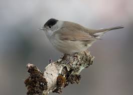 Attēlu rezultāti vaicājumam “Sylvia atricapilla male”