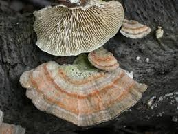 Attēlu rezultāti vaicājumam “Lenzites betulina”