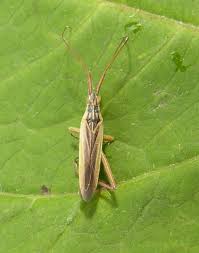 Attēlu rezultāti vaicājumam “Dienerella elongata”