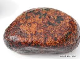 Attēlu rezultāti vaicājumam “Hildenbrandia rivularis”