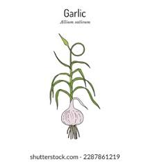 Attēlu rezultāti vaicājumam “Allium sativum”