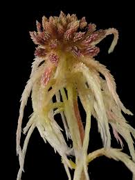 Attēlu rezultāti vaicājumam “Sphagnum rubellum”