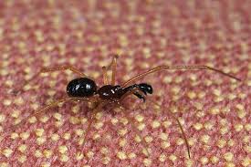 Attēlu rezultāti vaicājumam “Neottiura bimaculata”