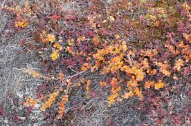 Attēlu rezultāti vaicājumam “Betula nana”