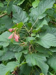 Attēlu rezultāti vaicājumam “Acer tataricum leaf”