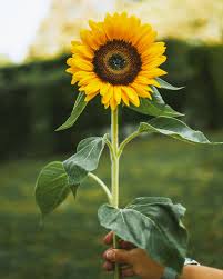 Image result for Sonnenblume