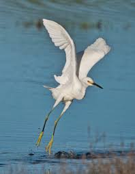 Image result for Egretta thula