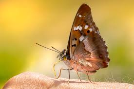 Attēlu rezultāti vaicājumam “Apatura ilia male”