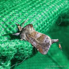 Attēlu rezultāti vaicājumam “Clostera pigra”