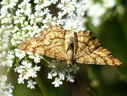 Attēlu rezultāti vaicājumam “Ematurga atomaria”