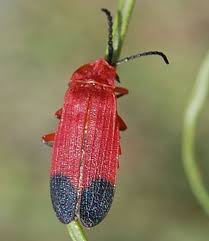 Attēlu rezultāti vaicājumam “Lycidae”