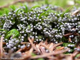 Attēlu rezultāti vaicājumam “Didymium melanospermum spores”