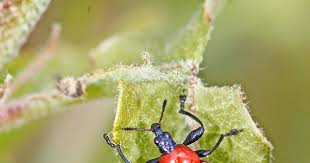 Attēlu rezultāti vaicājumam “Attelabus nitens”