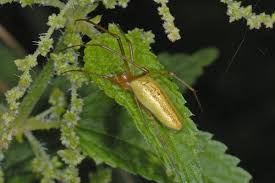 Attēlu rezultāti vaicājumam “Tetragnatha extensa”