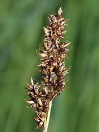 Attēlu rezultāti vaicājumam “Carex appropinquata”