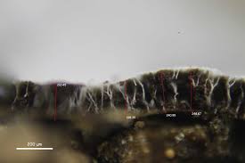 Attēlu rezultāti vaicājumam “Badhamiopsis sp.”