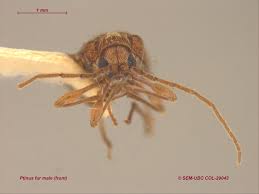 Attēlu rezultāti vaicājumam “Ptinus sp. male”