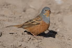 Image result for Emberiza caesia