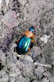 Attēlu rezultāti vaicājumam “Lebia chlorocephala”