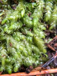 Attēlu rezultāti vaicājumam “Plagiothecium sp.”