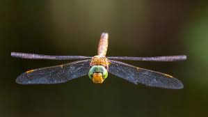 Attēlu rezultāti vaicājumam “Aeshna isoceles”