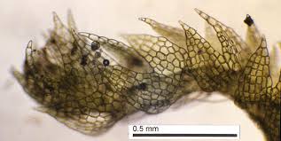 Attēlu rezultāti vaicājumam “Cephalozia bicuspidata”