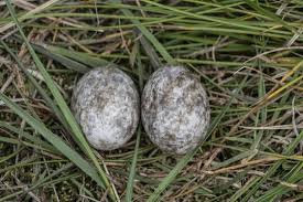 Attēlu rezultāti vaicājumam “Caprimulgus europaeus egg”