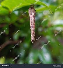 Attēlu rezultāti vaicājumam “Psyche casta larva”