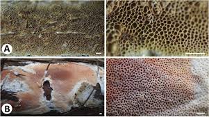 Attēlu rezultāti vaicājumam “Ceriporia viridans”