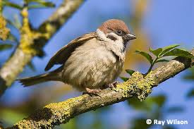 Attēlu rezultāti vaicājumam “Passer montanus adult”