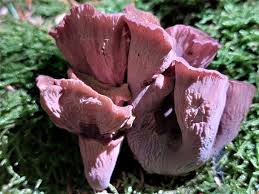 Attēlu rezultāti vaicājumam “Gomphus clavatus”