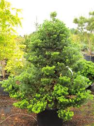 Attēlu rezultāti vaicājumam “Abies koreana”