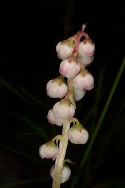 Attēlu rezultāti vaicājumam “Pyrola minor flower”