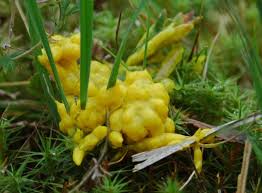 Attēlu rezultāti vaicājumam “Badhamia lilacina”